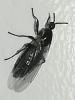 Scatopsinae inconnu